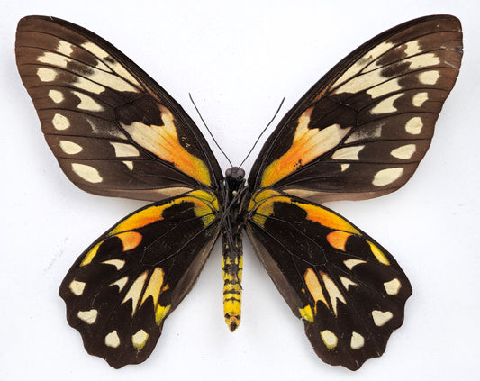 Ornithoptera victoriae epiphanes ♀ f. polychrome (Makira)