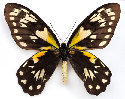 Ornithoptera victoriae epiphanes ♀ f. polychrome (Makira)