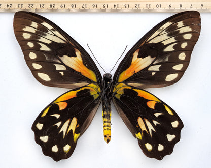 Ornithoptera victoriae epiphanes ♀ f. polychrome (Makira)