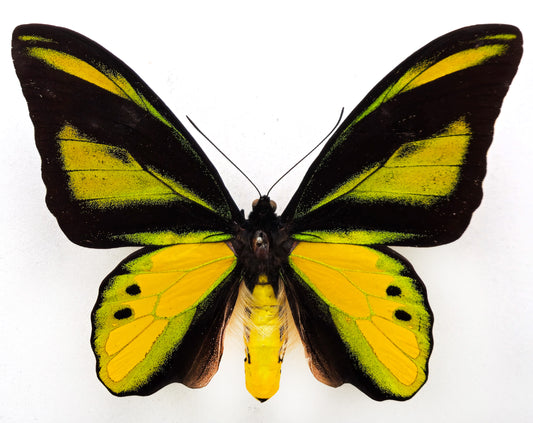 Ornithoptera chimaera chimaera ♂ (Aseki)