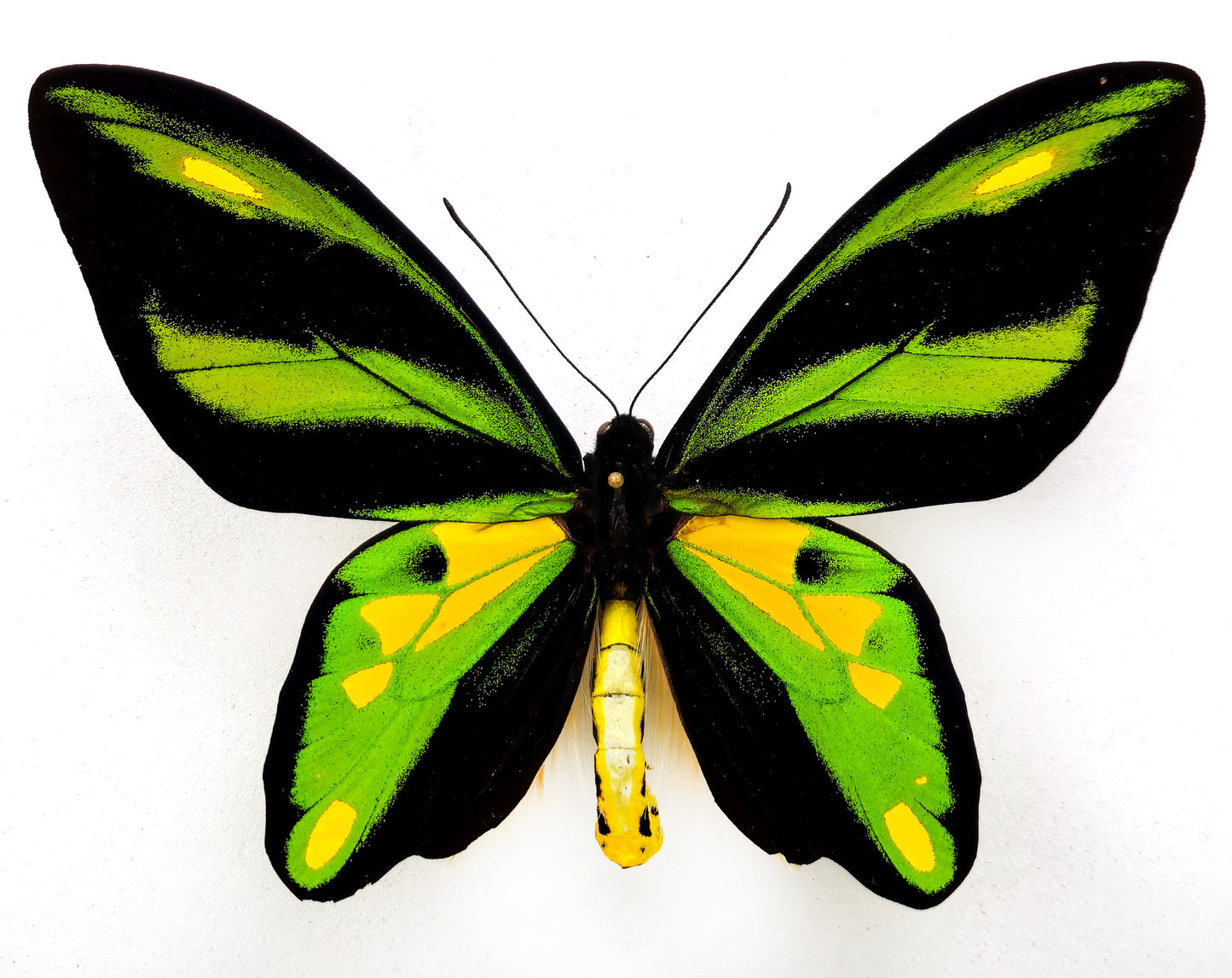 Ornithoptera tithonus cytherea ♂ (Enarotali)