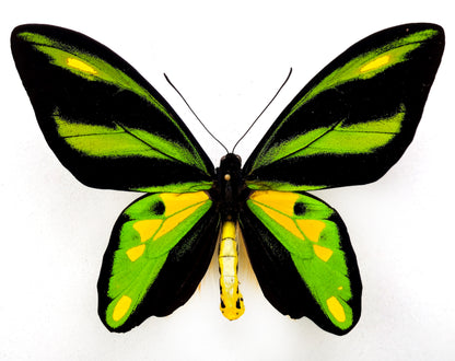 Ornithoptera tithonus cytherea ♂ (Enarotali)