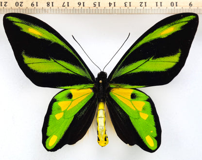 Ornithoptera tithonus cytherea ♂ (Enarotali)