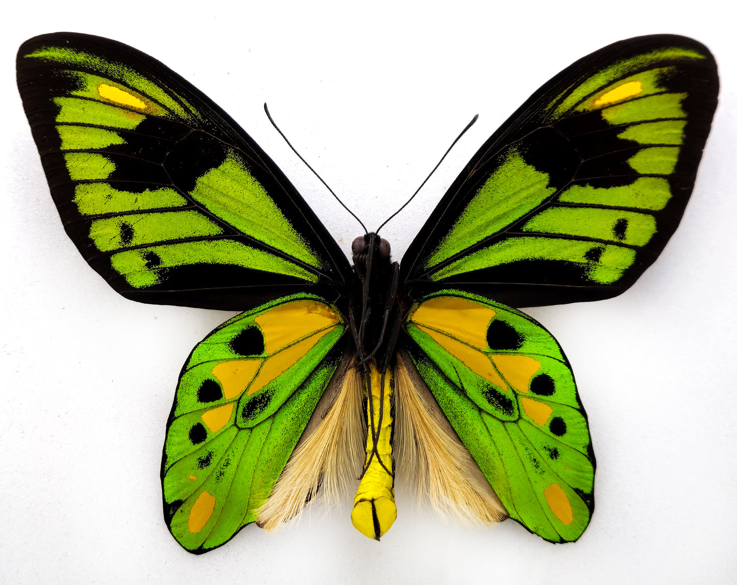 Ornithoptera tithonus cytherea ♂ (Enarotali)