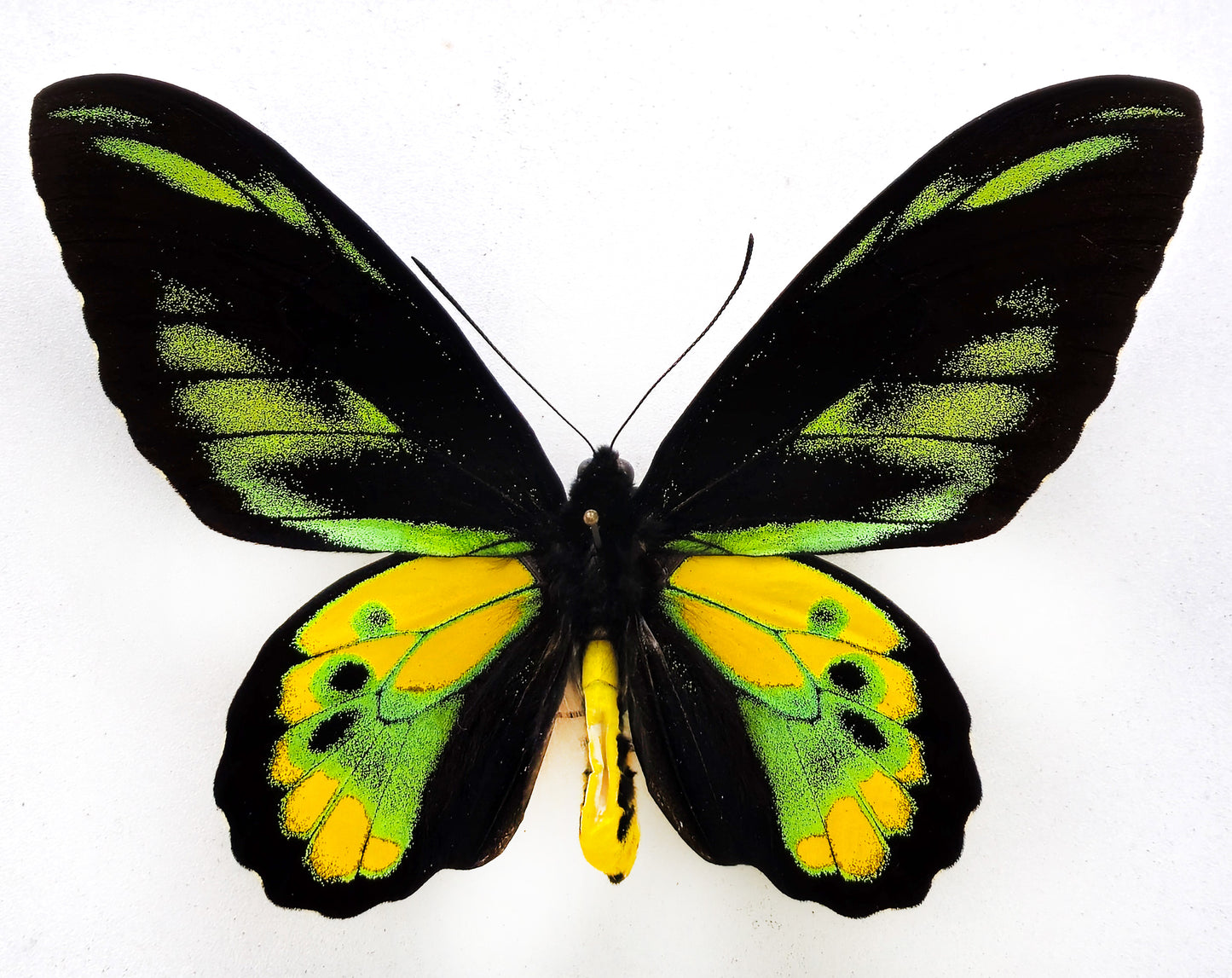 Ornithoptera rothschildi ♂ (Arfak Mts.)