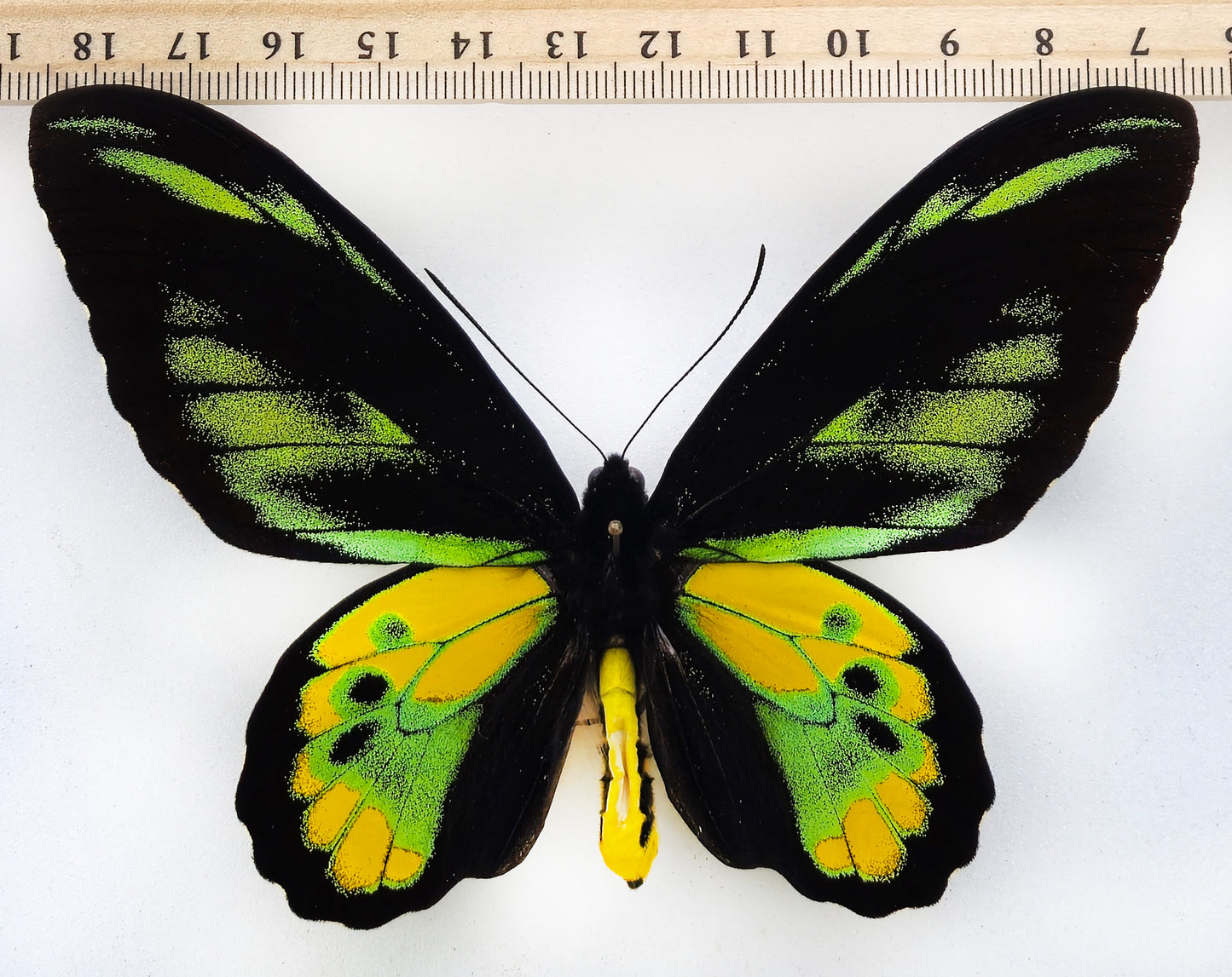 Ornithoptera rothschildi ♂ (monts Arfak)