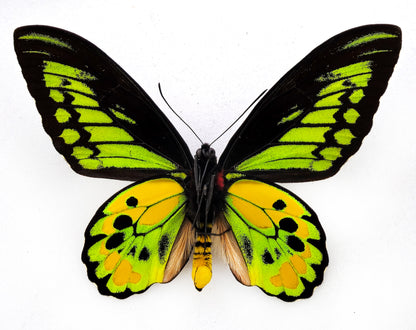 Ornithoptera rothschildi ♂ (Arfak Mts.)