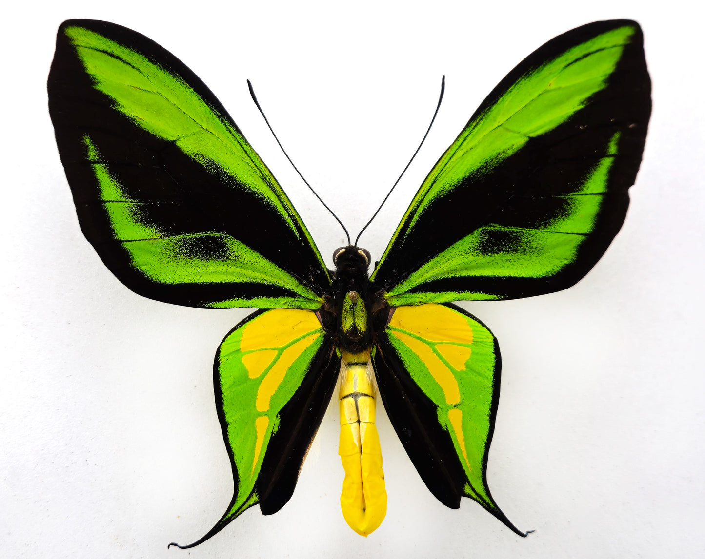 Ornithoptera paradisea flavescens ♂ (Etna Bay)