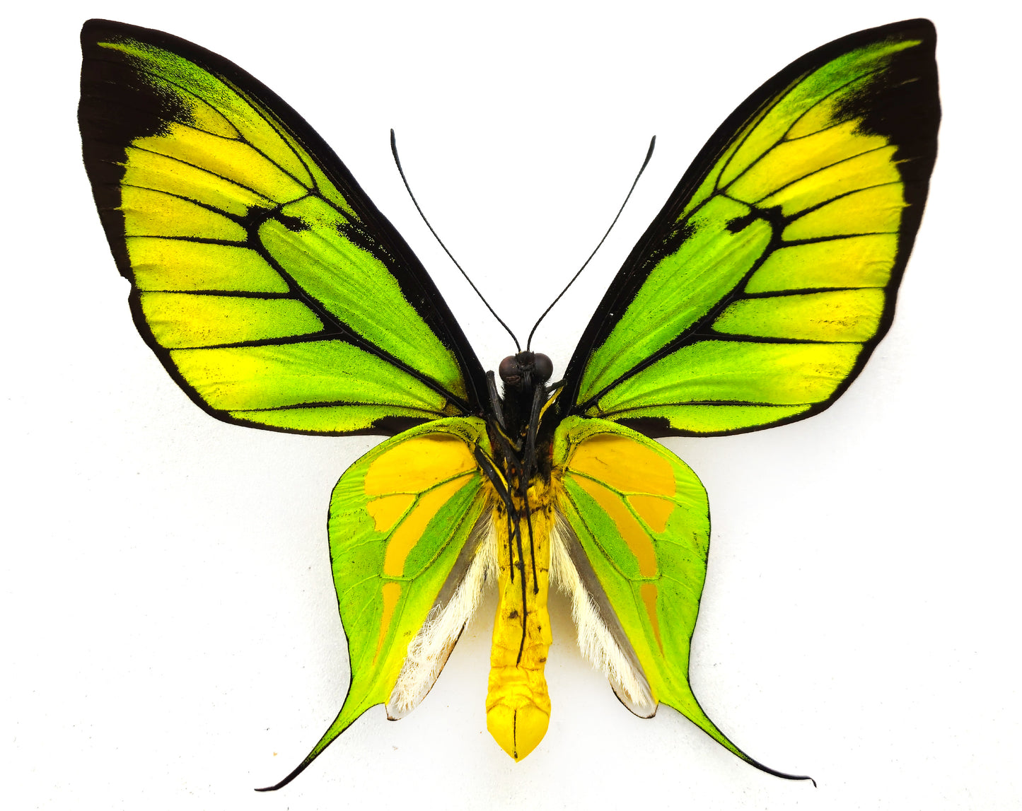 Ornithoptera paradisea flavescens ♂ (Etna Bay)