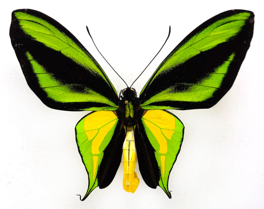 Ornithoptera paradisea chrysanthemum ♂ (West Papua)