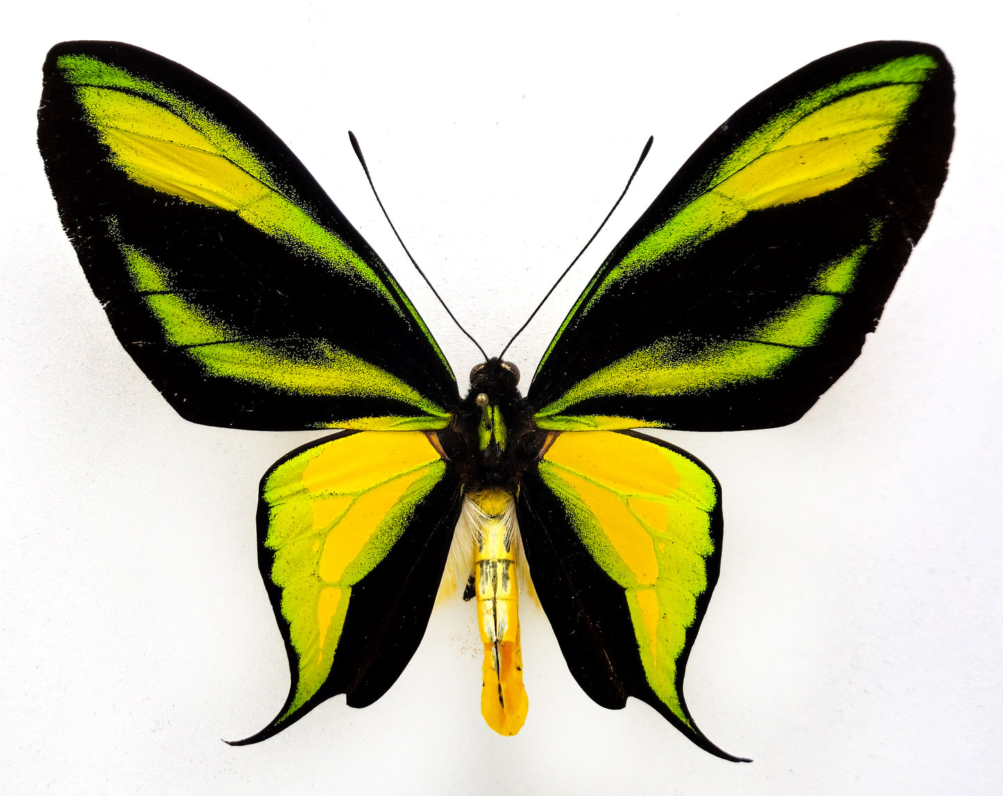 Ornithoptera paradisea arfakensis ♂ (Arfak Mts.) f.