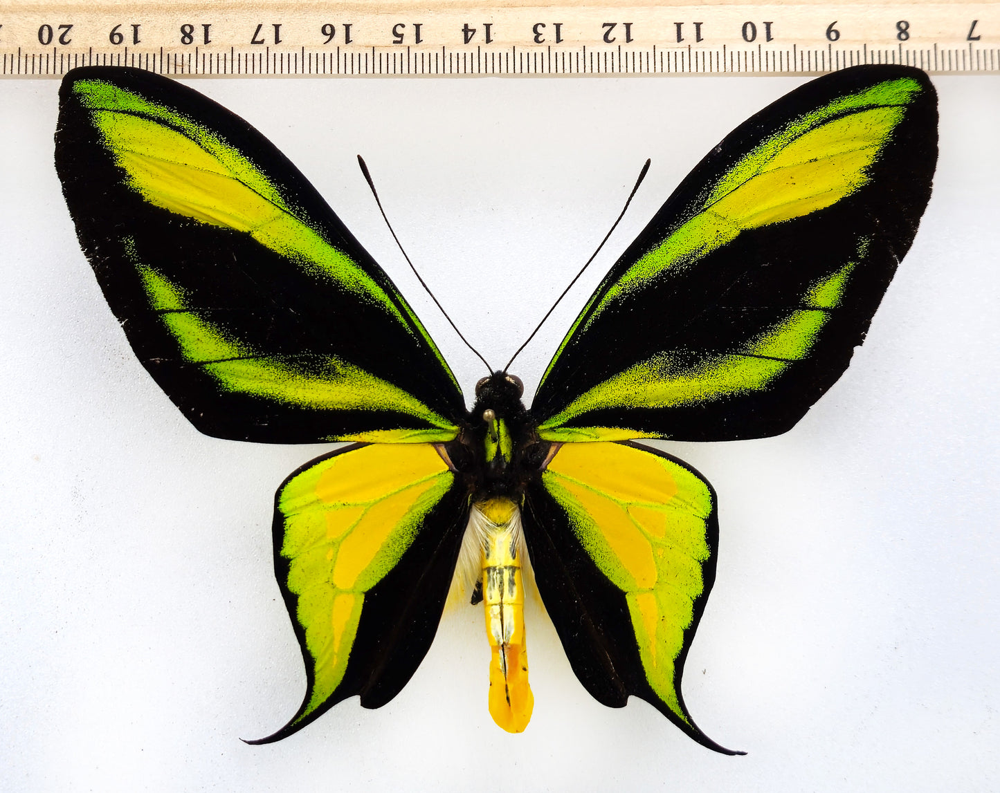 Ornithoptera paradisea arfakensis ♂ (monts Arfak) f.