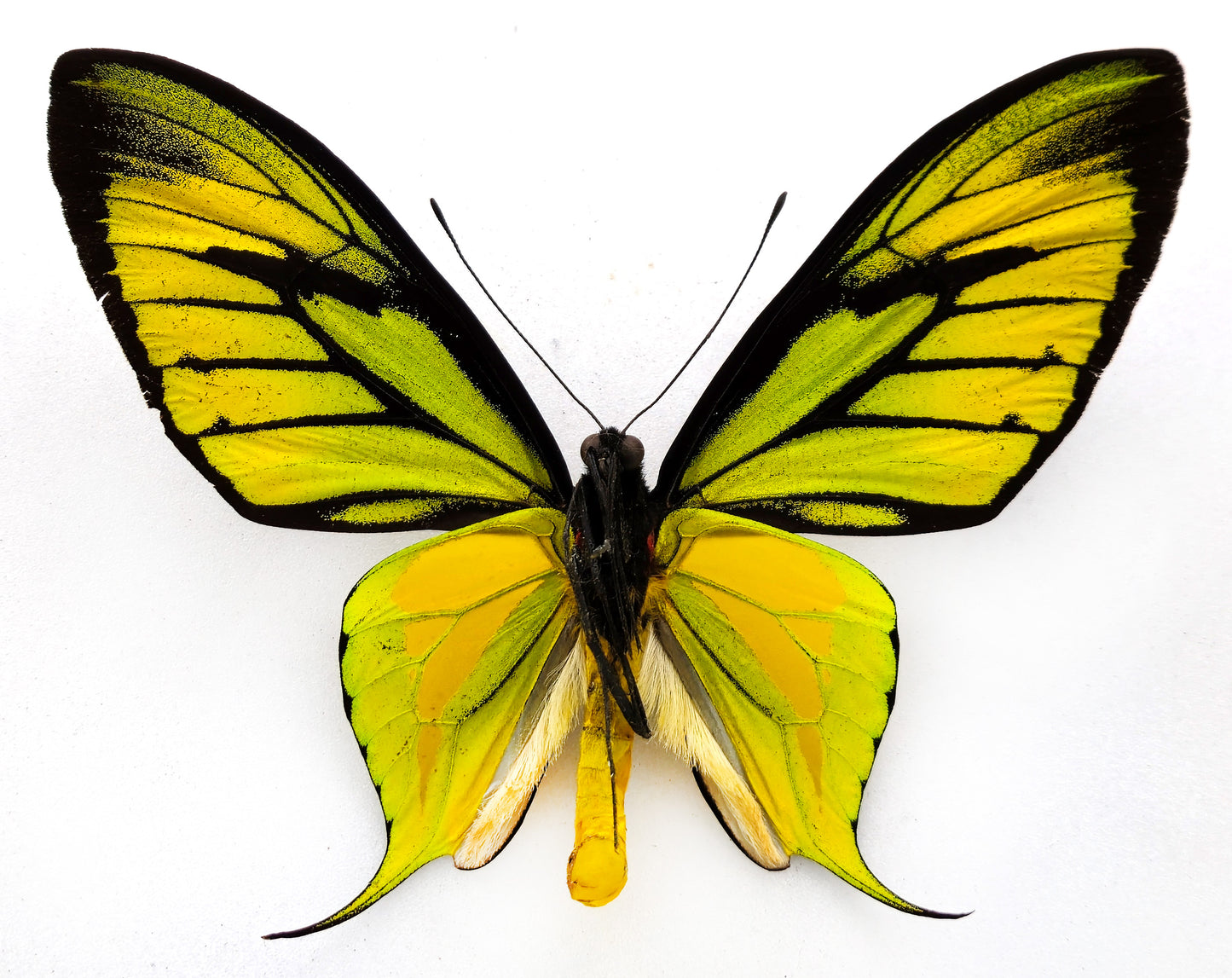 Ornithoptera paradisea arfakensis ♂ (Arfak Mts.) f.