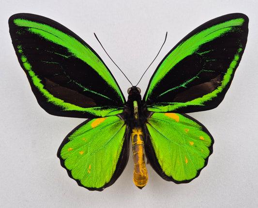 Ornithoptera priamus teucrus ♂ ABERRATION (Biak)