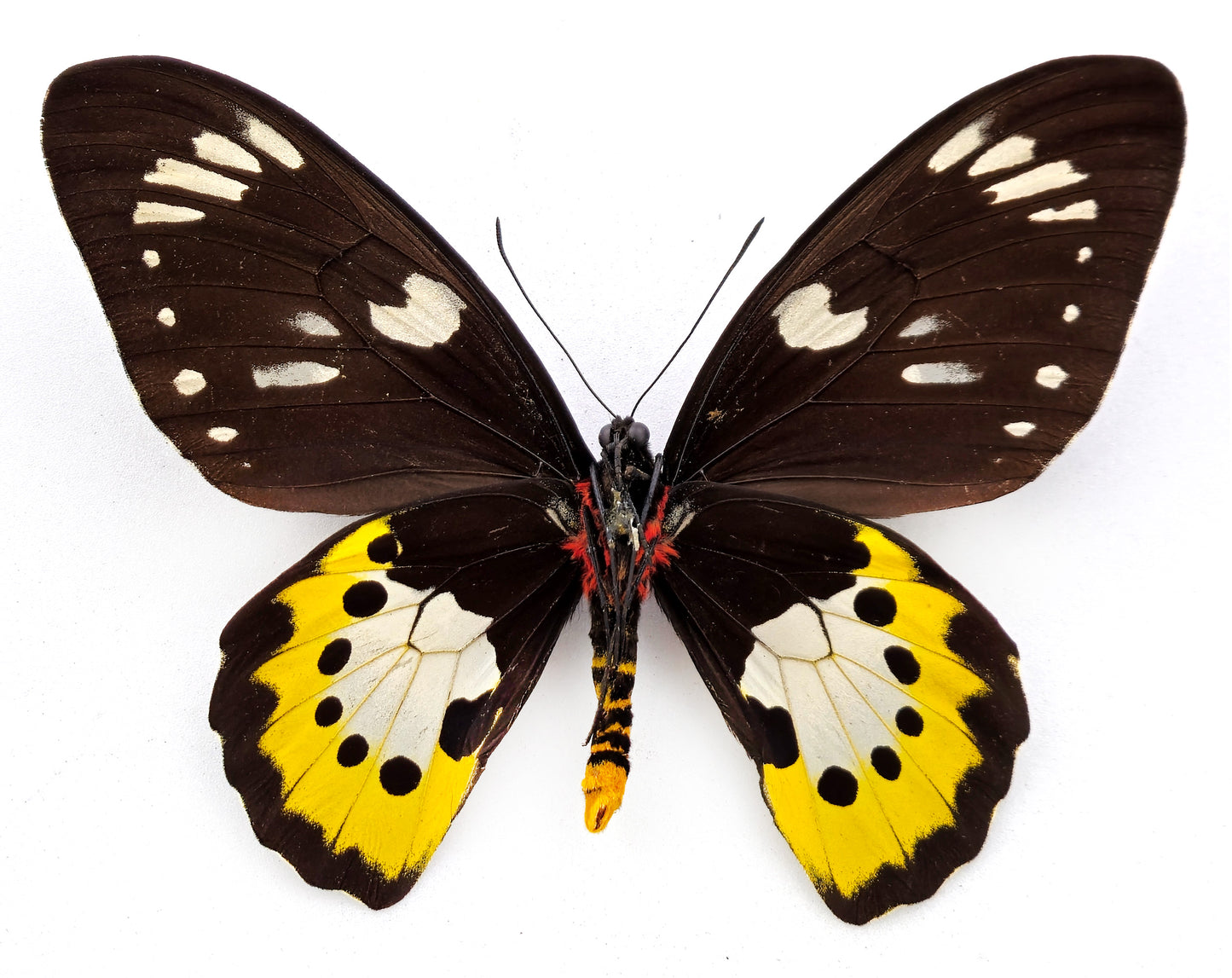 Ornithoptera paradisea arfakensis ♀ (Arfak Mts.)