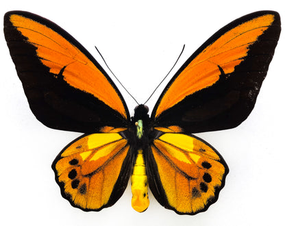 Ornithoptera croesus toeantei ♂ (Morotai) f.