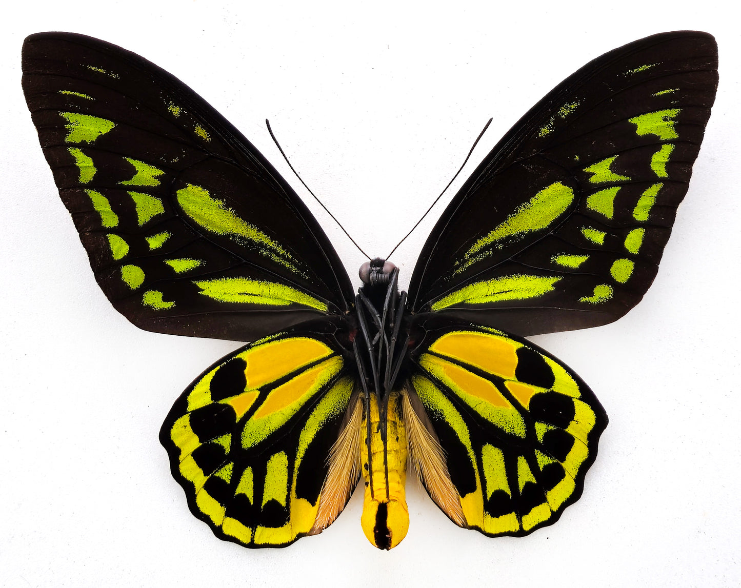 Ornithoptera croesus toeantei ♂ (Morotai) f.