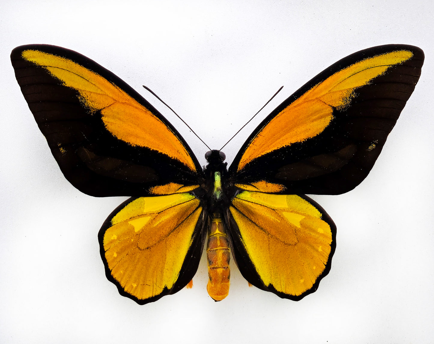 Ornithoptera croesus croesus ♂ (Bacane)