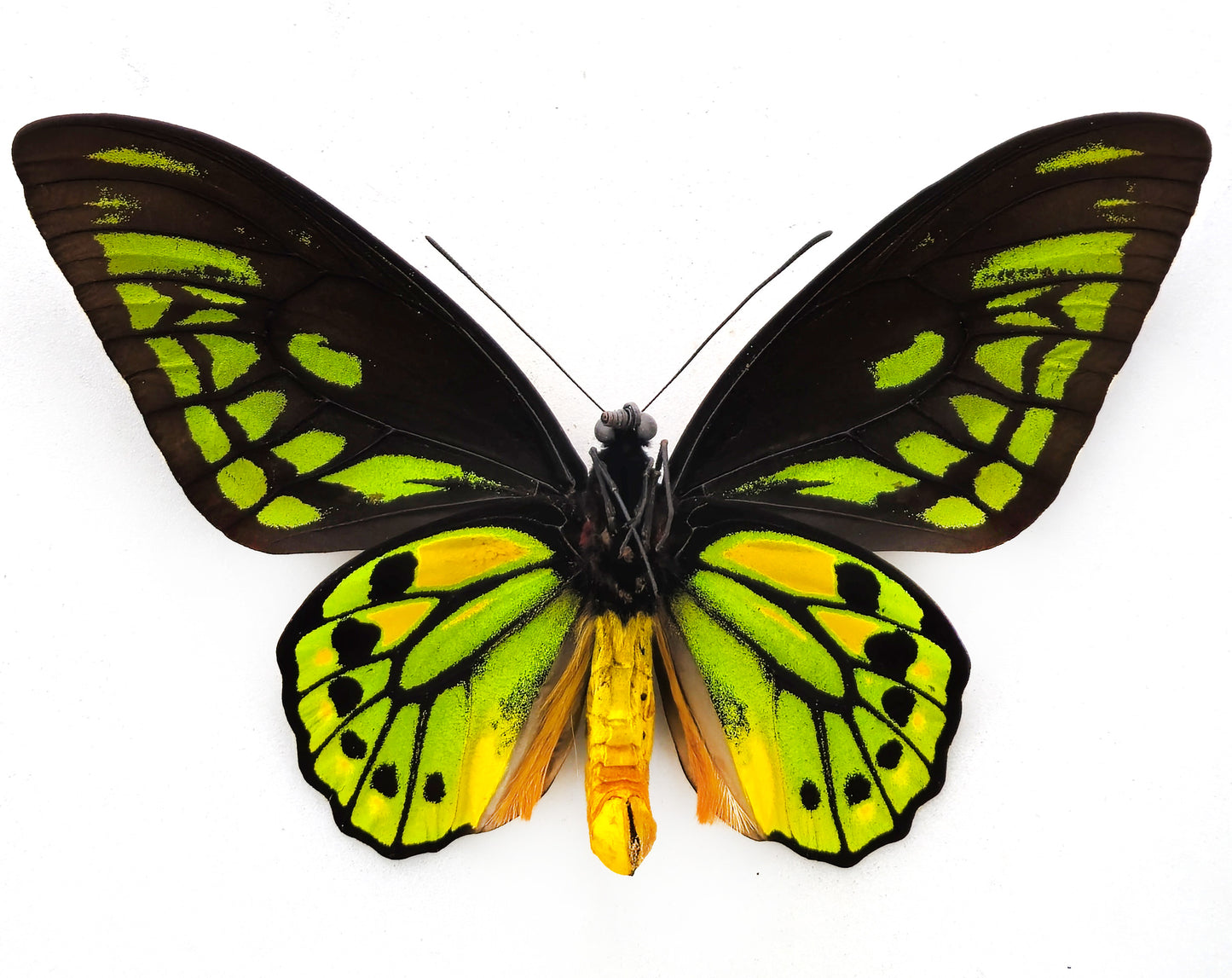 Ornithoptera croesus croesus ♂ (Bacan)