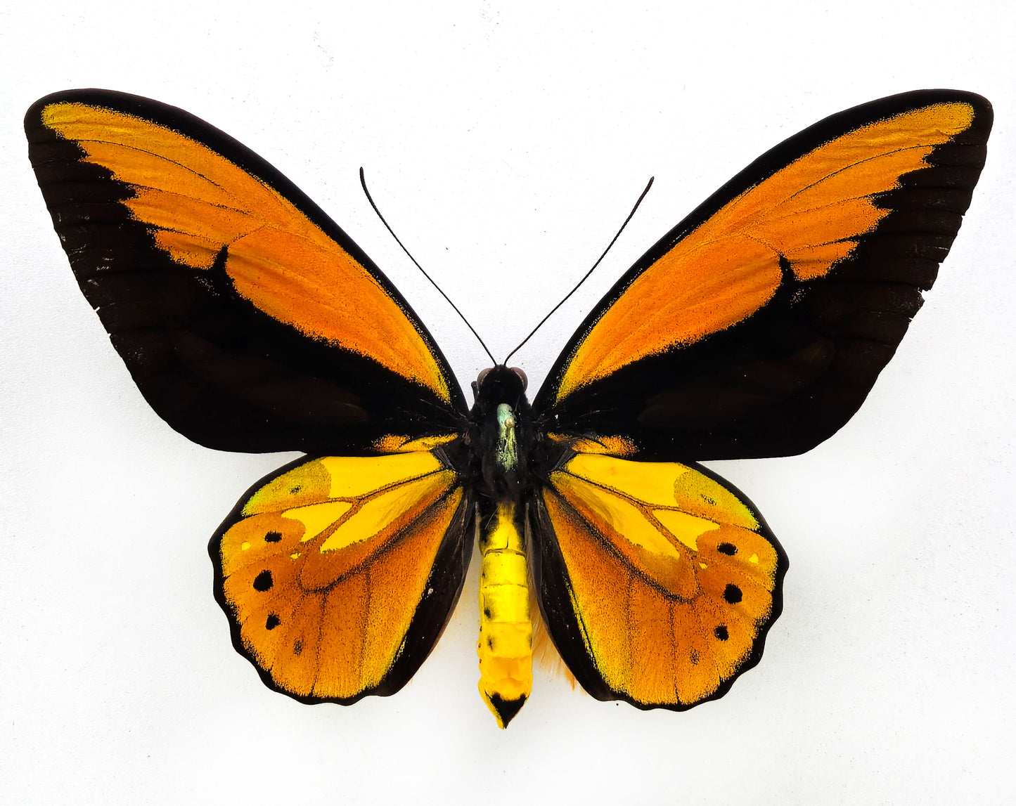 Ornithoptera croesus lydius ♂ f. (Halmaheira)