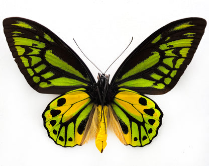 Ornithoptera croesus lydius ♂ f. (Halmaheira)