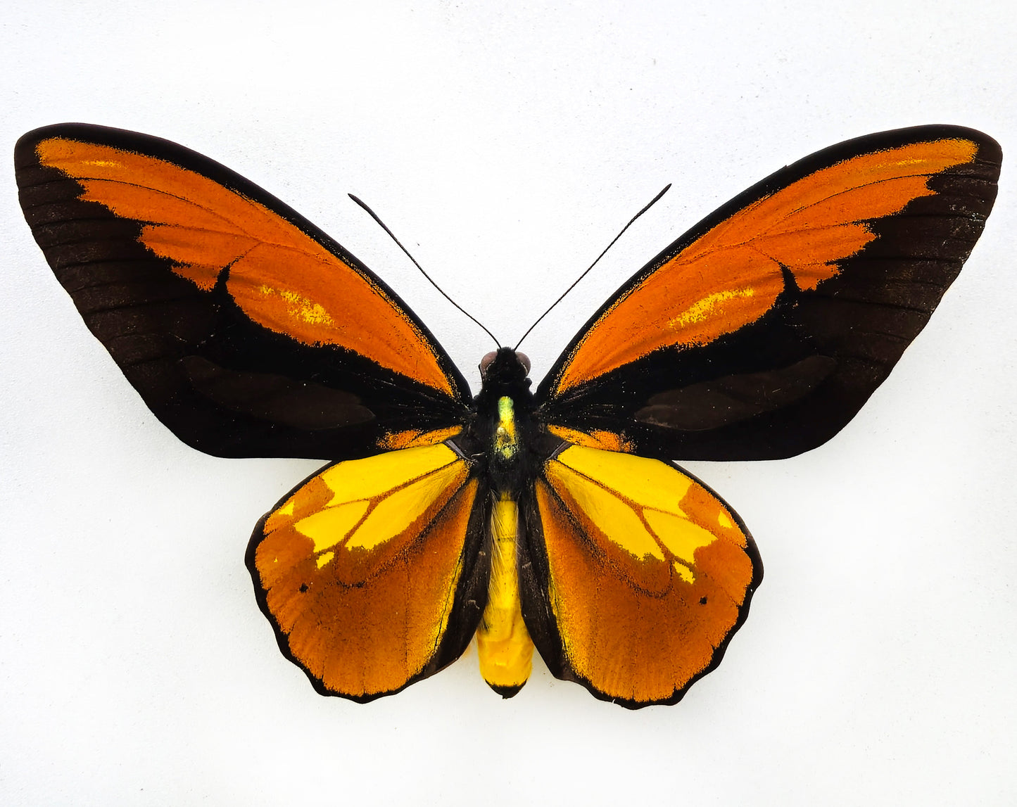 Ornithoptera croesus lydius f. boutoni ♂ (Halmaheira)