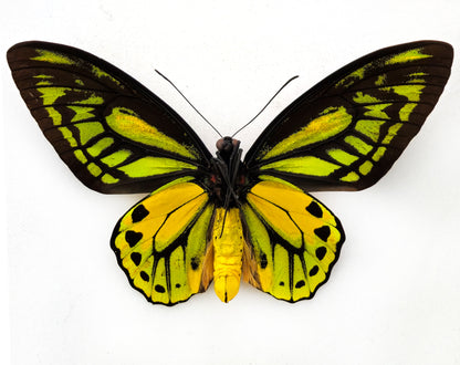 Ornithoptera croesus lydius f. boutoni ♂ (Halmaheira)