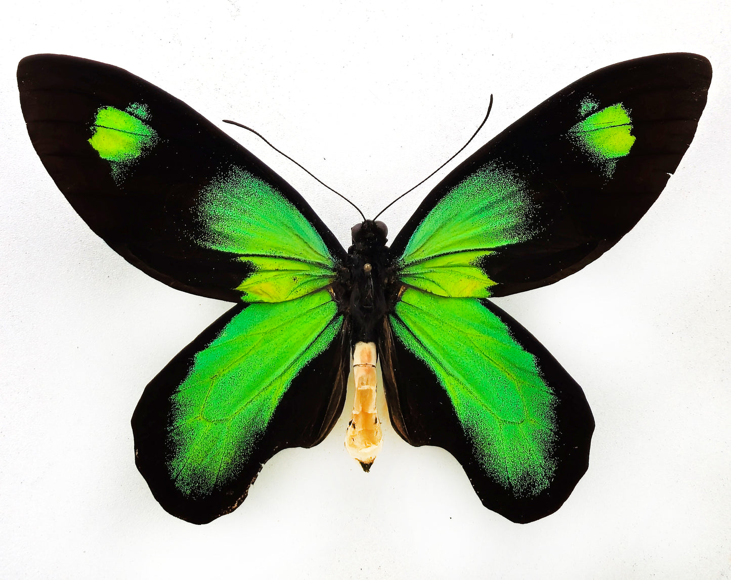 Ornithoptera victoriae rubianus ♂ (Rendova Isl.)