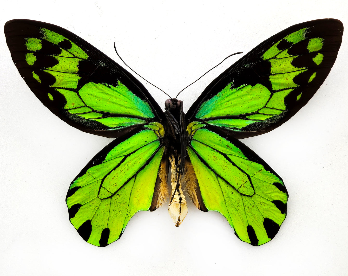 Ornithoptera victoriae rubianus ♂ (Rendova Isl.)