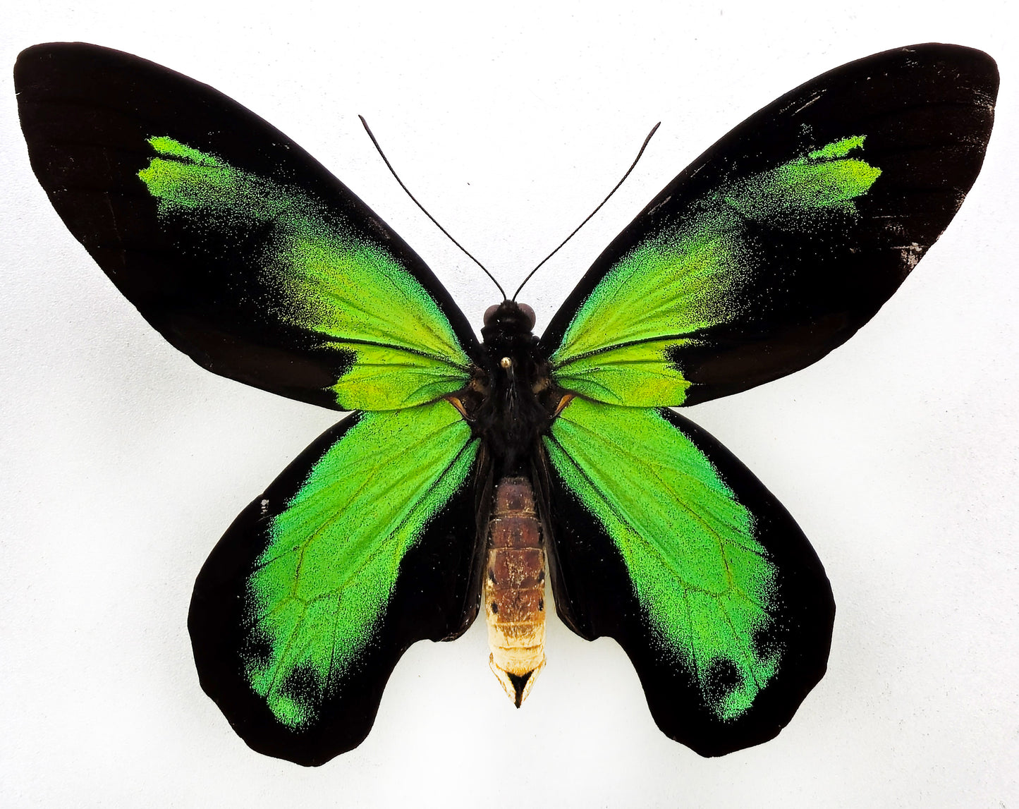 Ornithoptera victoriae rubianus ♂ f.noellan (île Rendova)