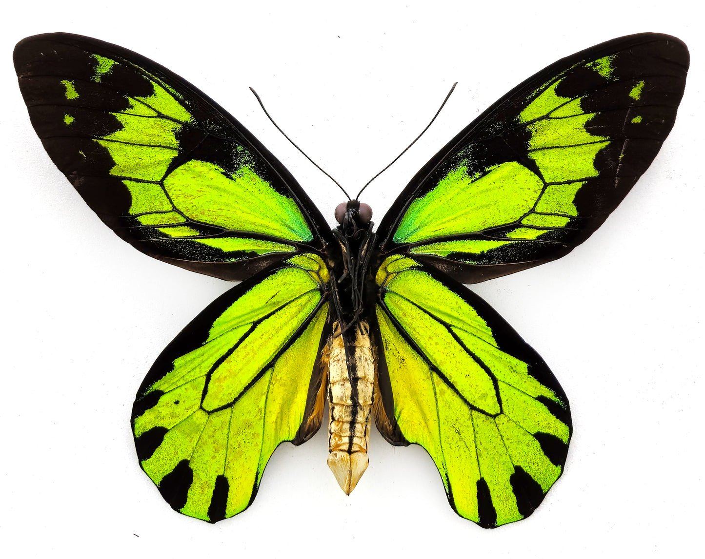 Ornithoptera victoriae rubianus ♂ f.noellan (île Rendova)