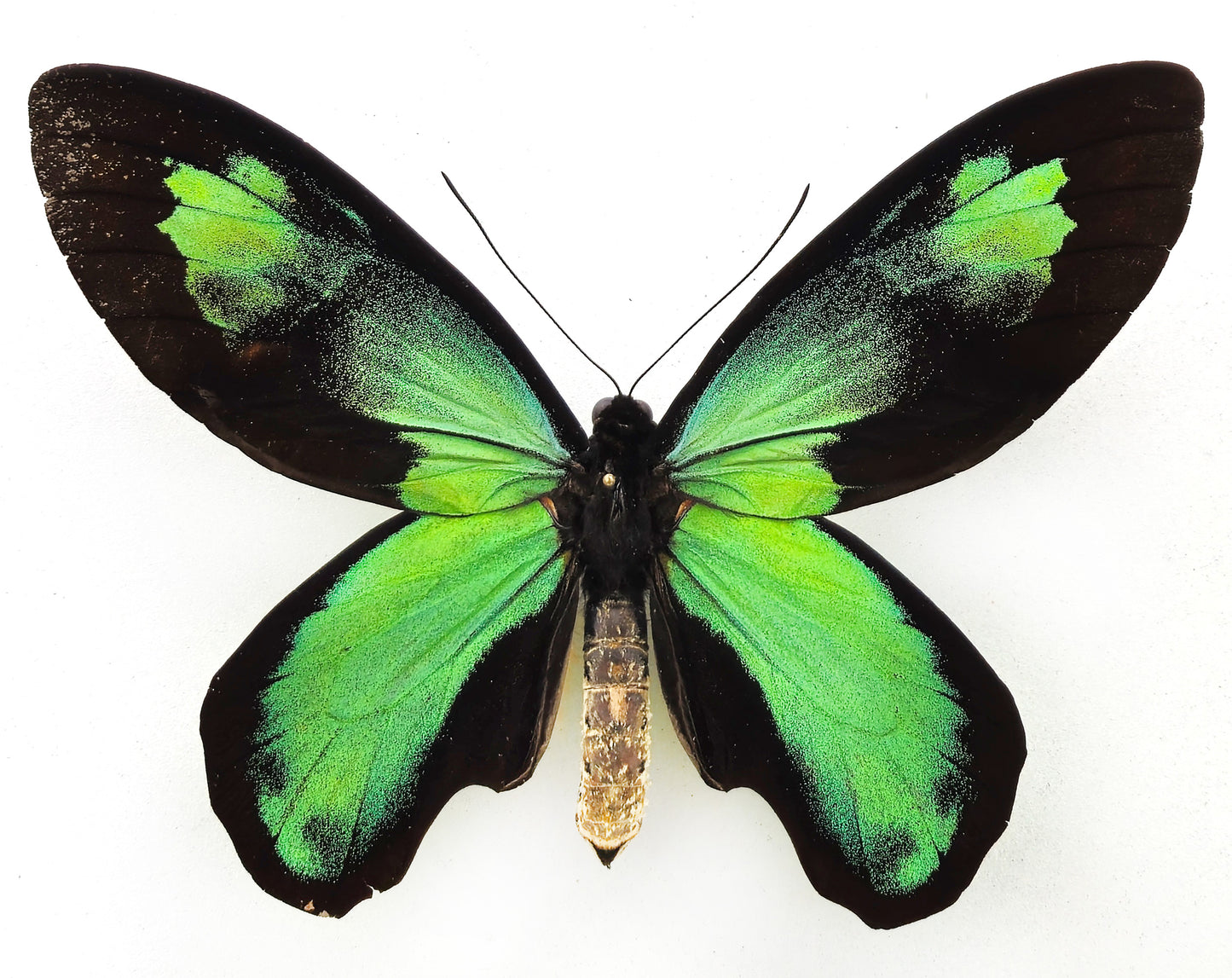 Ornithoptera victoriae rubianus ♂ f.noellan extreme, XL