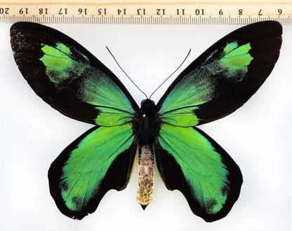 Ornithoptera victoriae rubianus ♂ f.noellan extreme, XL