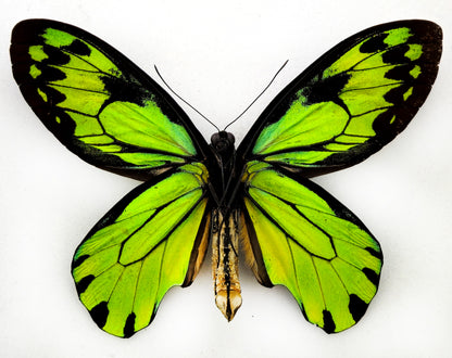 Ornithoptera victoriae rubianus ♂ f.noellan extreme, XL