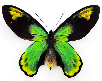 Ornithoptera victoriae victoriae ♂ f. brabanti (Guadalcanal)