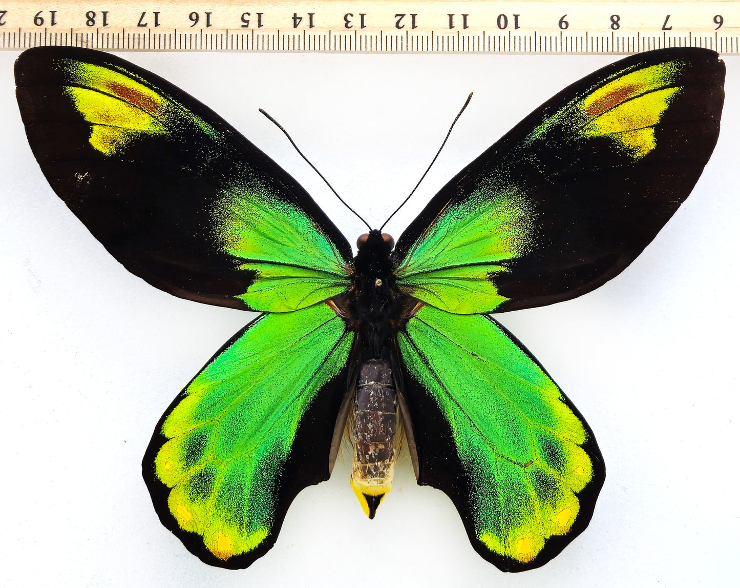 Ornithoptera victoriae victoriae ♂ f. brabanti (Guadalcanal)