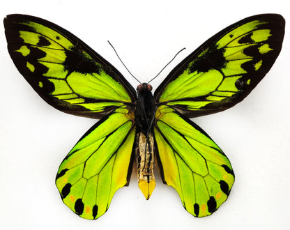 Ornithoptera victoriae victoriae ♂ f. brabanti (Guadalcanal)