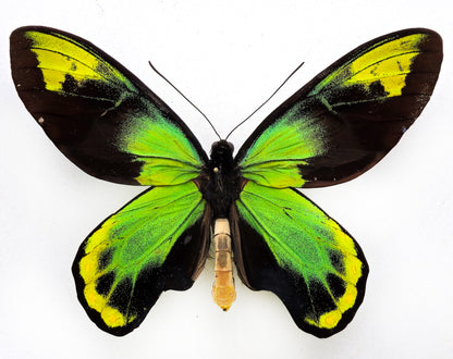 Ornithoptera victoriae isabellae ♂ f. (Santa Isabel)