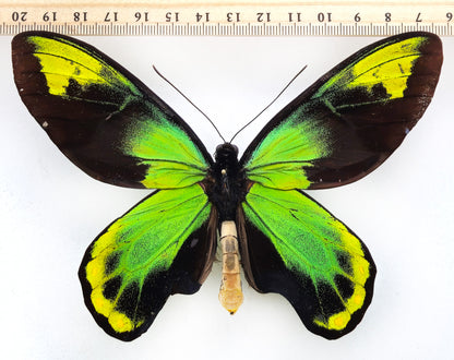 Ornithoptera victoriae isabellae ♂ f. (Santa Isabel)