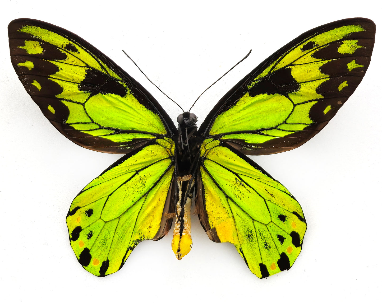 Ornithoptera victoriae isabellae ♂ f. (Santa Isabel)