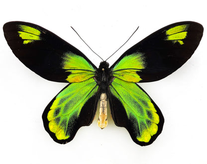 Ornithoptera victoriae victoriae ♂ XXL (Guadalcanal)