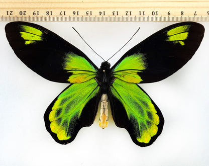 Ornithoptera victoriae victoriae ♂ XXL (Guadalcanal)