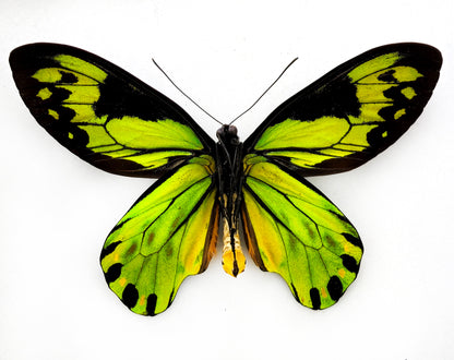 Ornithoptera victoriae victoriae ♂ XXL (Guadalcanal)