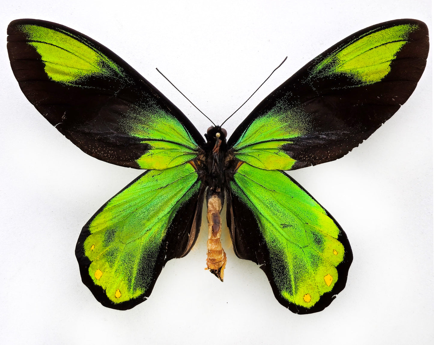 Ornithoptera victoriae regis ♂ XXL (Bougainville)