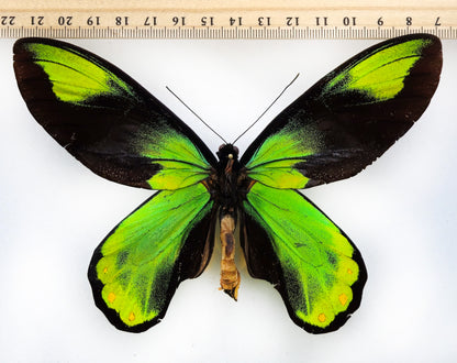 Ornithoptera victoriae regis ♂ XXL (Bougainville)