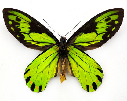 Ornithoptera victoriae regis ♂ XXL (Bougainville)