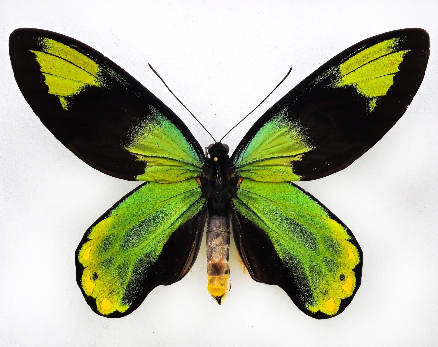 Ornithoptera victoriae epiphanes ♂ f. (Makira)