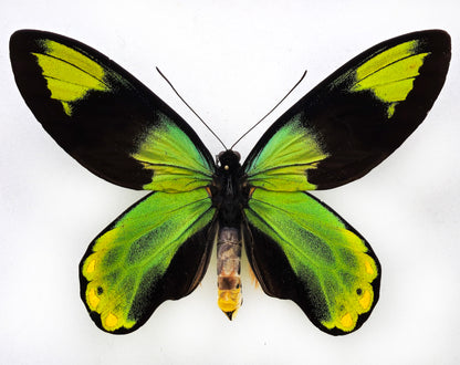 Ornithoptera victoriae epiphanes ♂ f. (Makira)