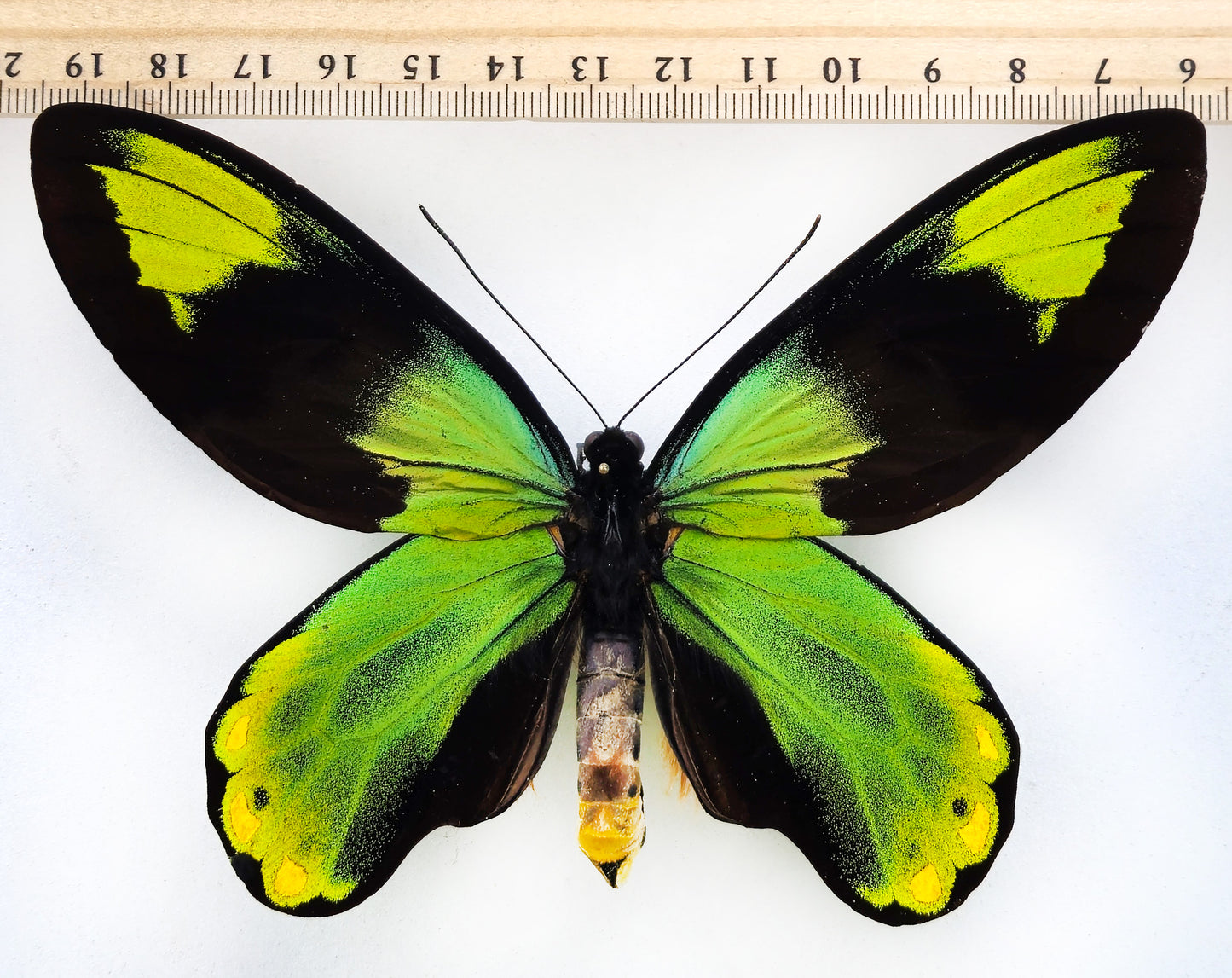 Ornithoptera victoriae epiphanes ♂ f. (Makira)