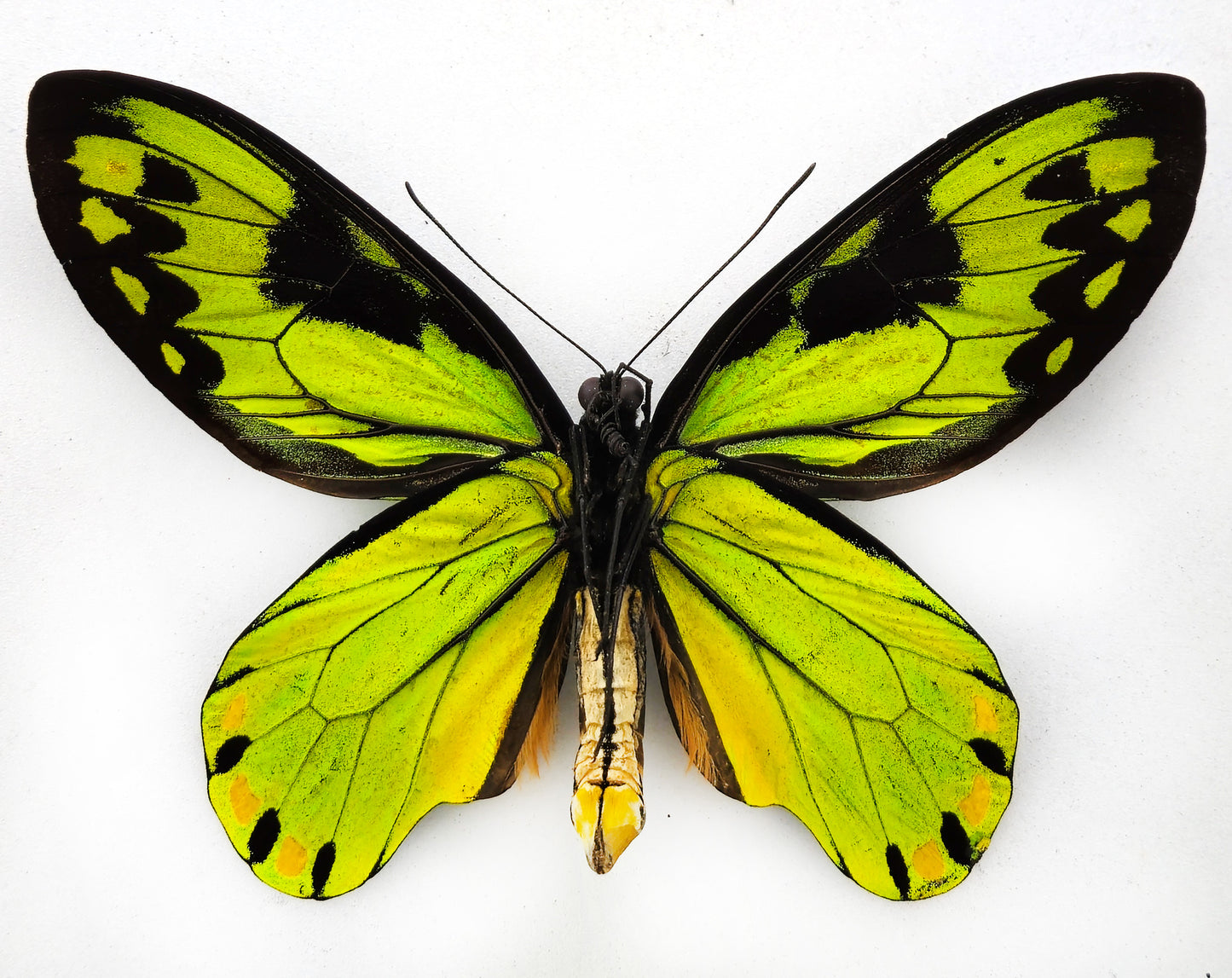 Ornithoptera victoriae epiphanes ♂ f. (Makira)